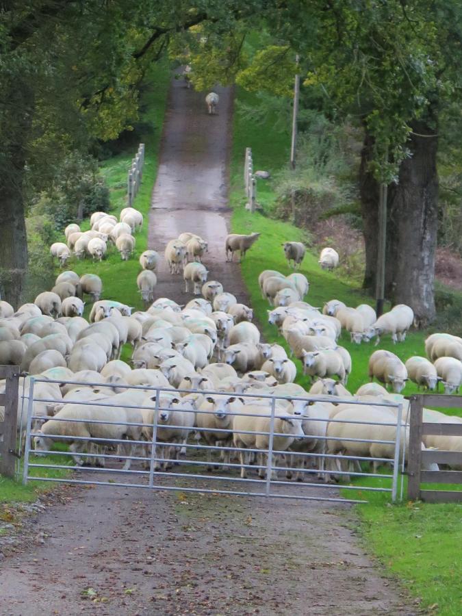 La Ferme De Pomereix Le Dorat Exteriér fotografie